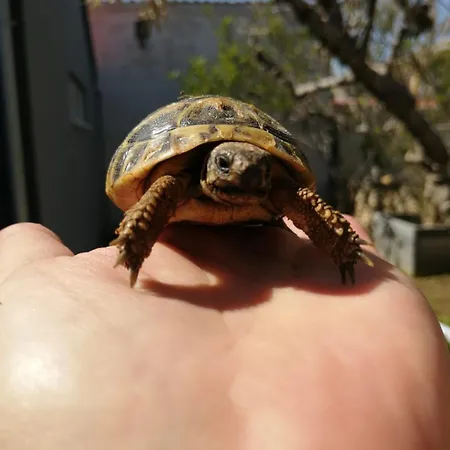 Lanterna Appartement